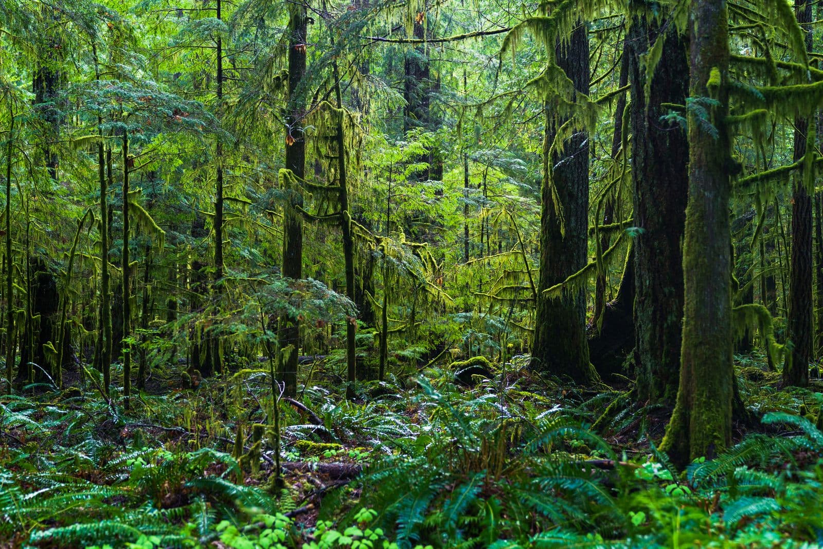 Federal Way, King County, Washington